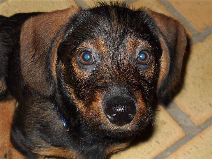 Gravhund Conrad  - nuttet<3;D billede 4