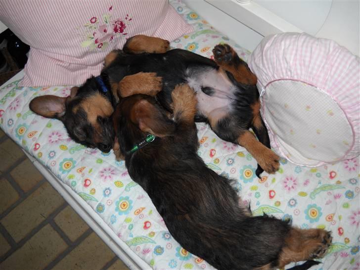 Gravhund Conrad  - ZzZz.. billede 5