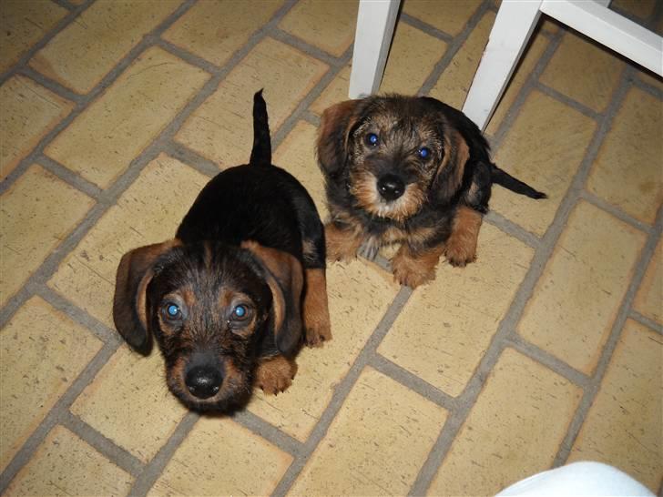 Gravhund Conrad  - Conrad og Marinus<3(: billede 6