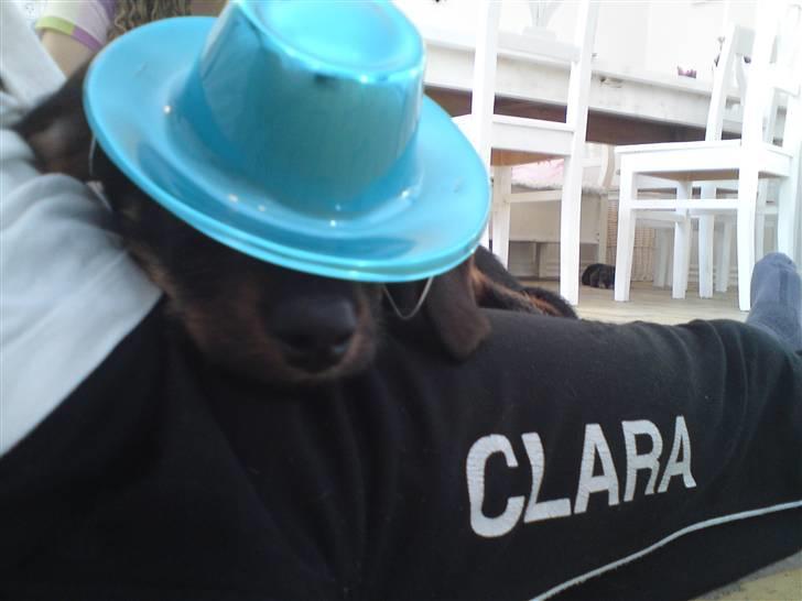 Gravhund Conrad  - Conrad sover med sin nytårs hat!;P billede 7