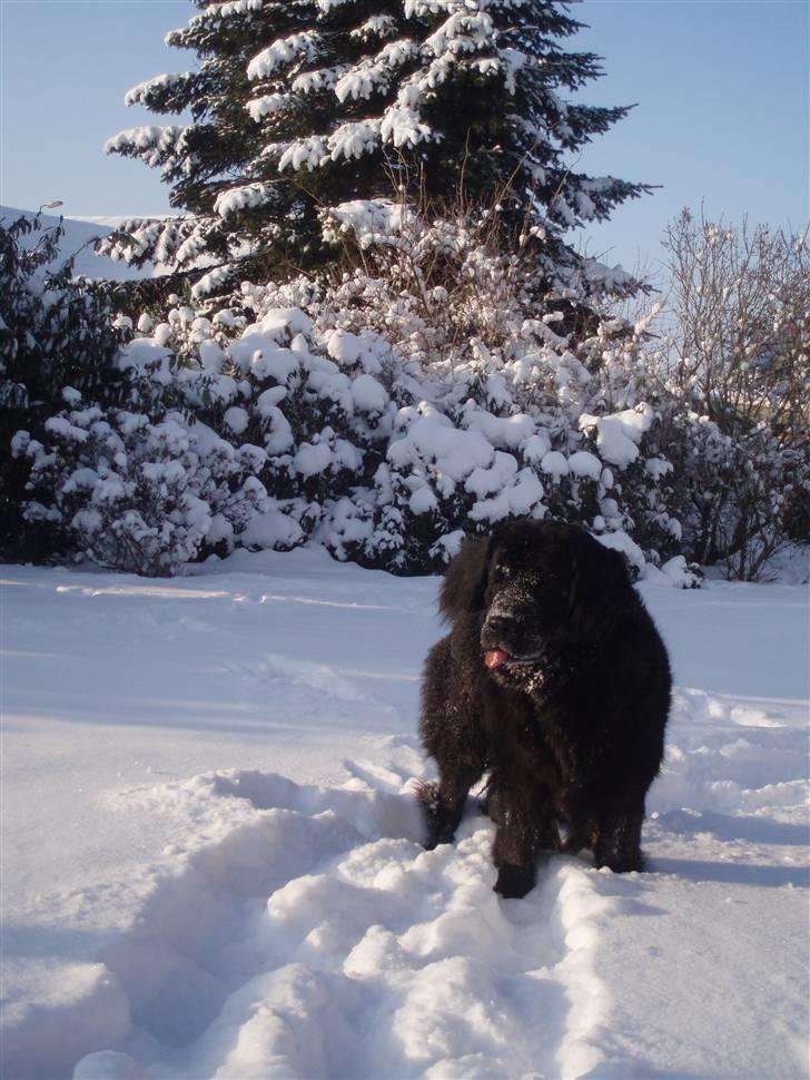 Newfoundlænder Luna (Newettas) - 31.01.10 billede 9