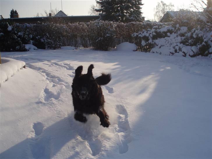 Newfoundlænder Luna (Newettas) billede 10