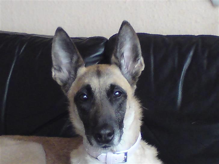 Malinois Limba (elsket og savnet) billede 7