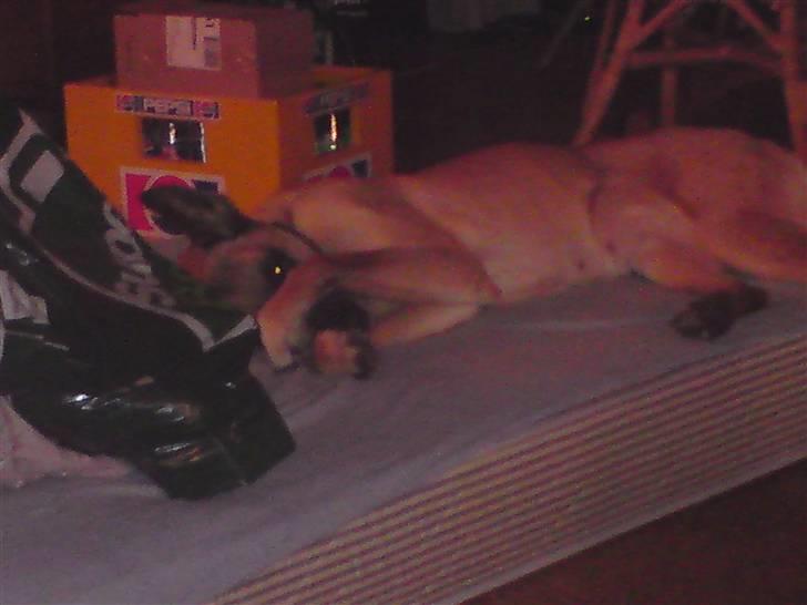 Malinois Limba (elsket og savnet) billede 8