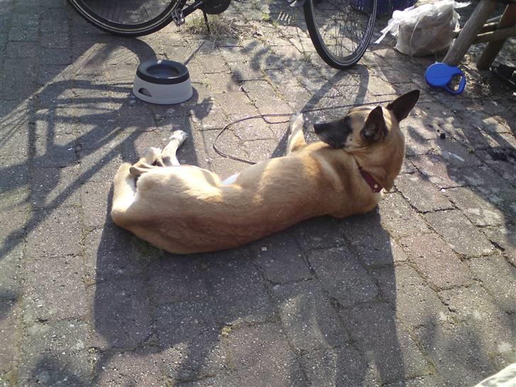 Malinois Limba (elsket og savnet) billede 9