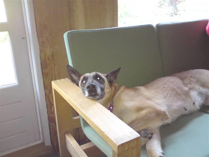 Malinois Limba (elsket og savnet) billede 10