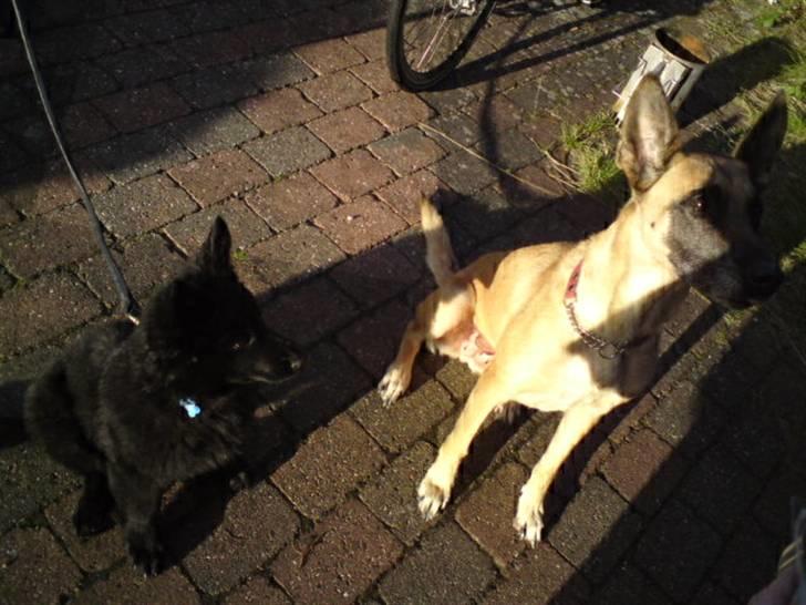 Malinois Limba (elsket og savnet) billede 11