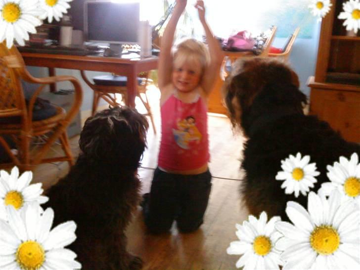 Blanding af racer Kashmir billede 11