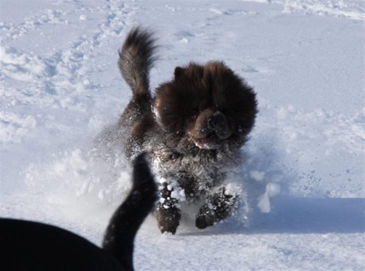 Chow chow Molly Bortgives - I sneen med fuld fart nedaf bakken ;) billede 1