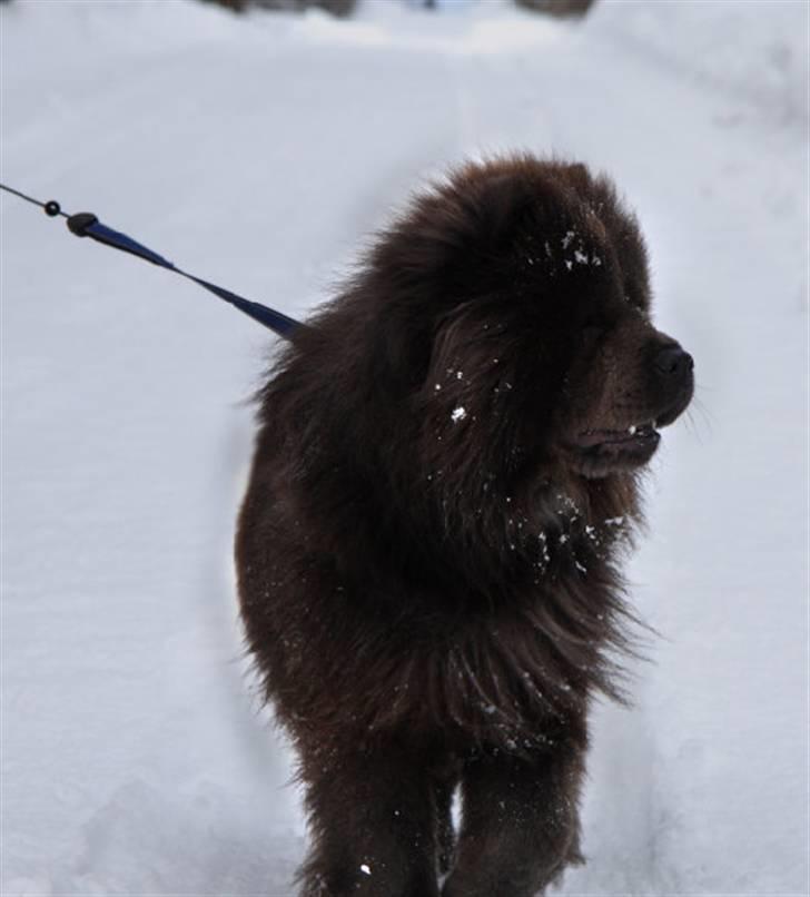 Chow chow Molly Bortgives - Fuld optaget af noget på marken. billede 2