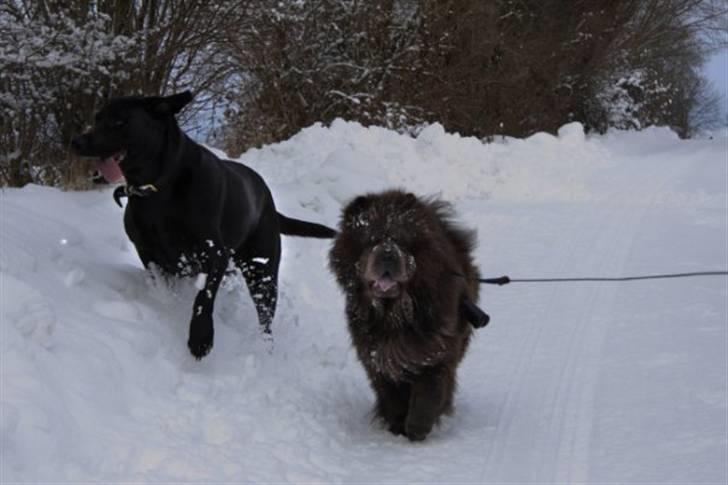 Chow chow Molly Bortgives - to ´´små´´ guldklumper ;) billede 4