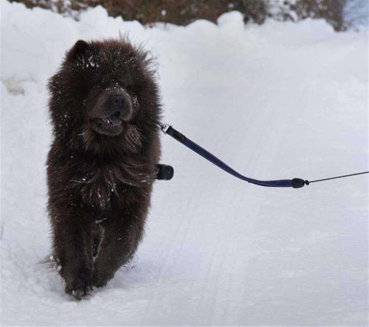 Chow chow Molly Bortgives - Hej ;) billede 6