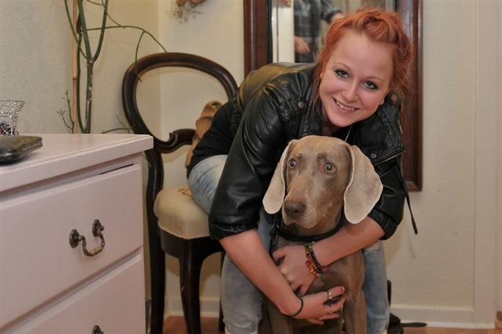 Weimaraner Molly - jeg elsker min dejlige hund. billede 6