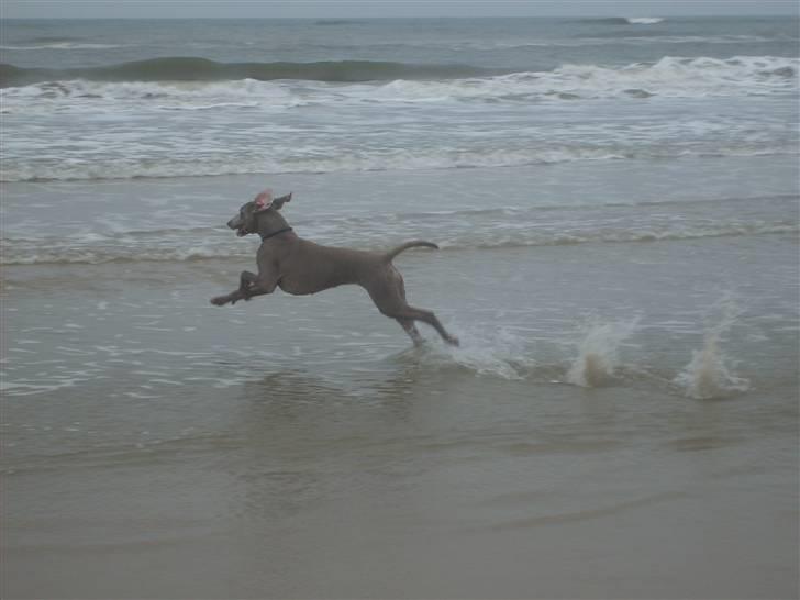Weimaraner Molly - vandglad. billede 7