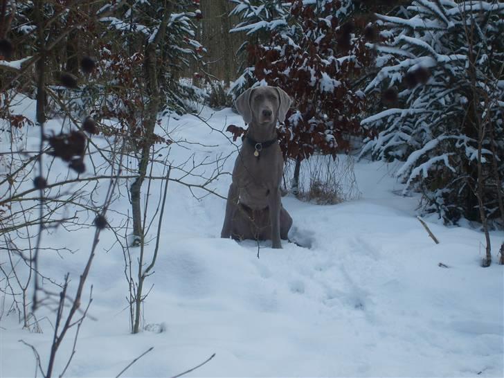 Weimaraner Molly - snevejr:) billede 8