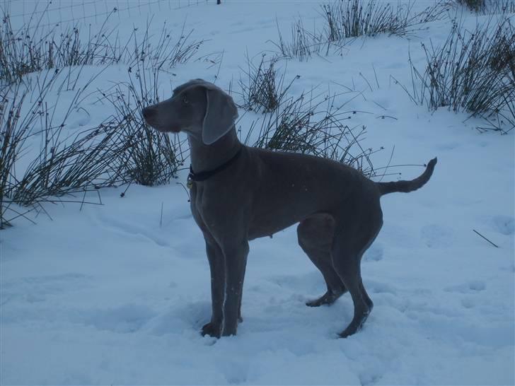 Weimaraner Molly - ude i sneen. billede 9
