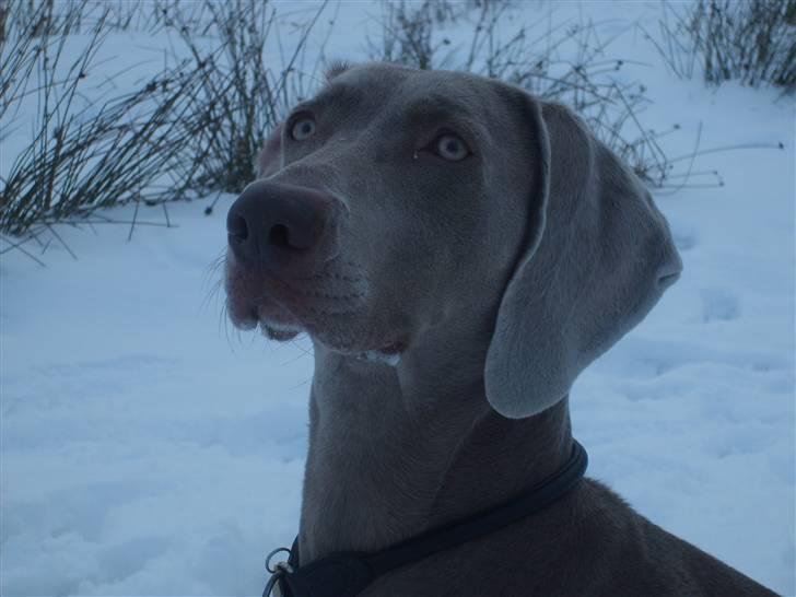 Weimaraner Molly - smukke. billede 10