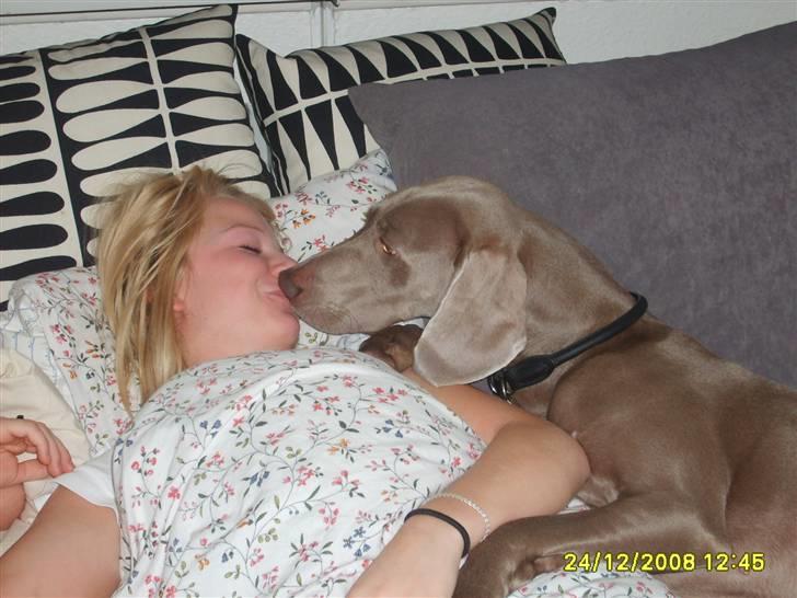 Weimaraner Molly - julemorgen 2008, vågner op til et dejligt mys. billede 11