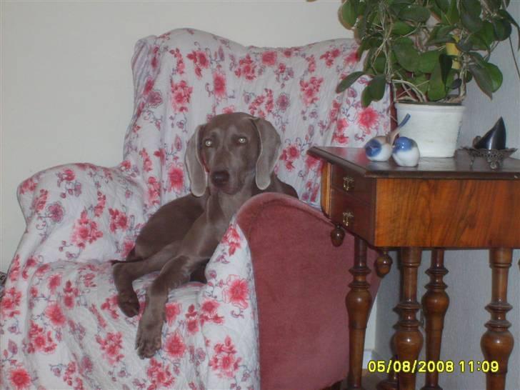 Weimaraner Molly - min dejlige stol. billede 12