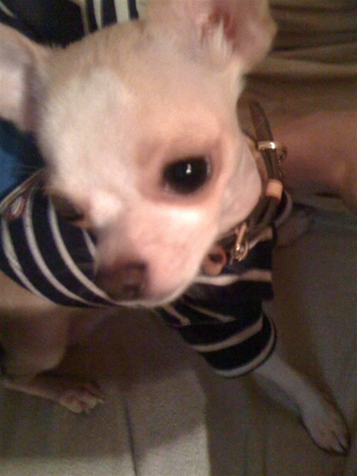 Chihuahua Chanel billede 1