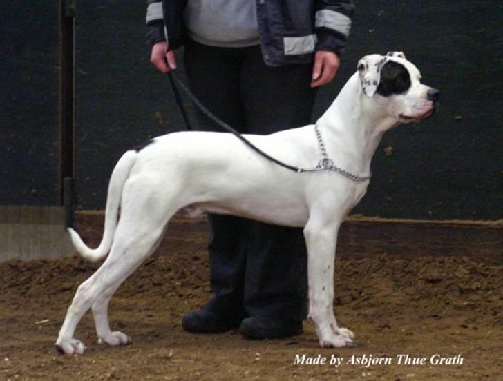 Blanding af racer Macit´s Trendsetter - I ringen til hans første show (ABEU Holland 24/1-10) billede 11