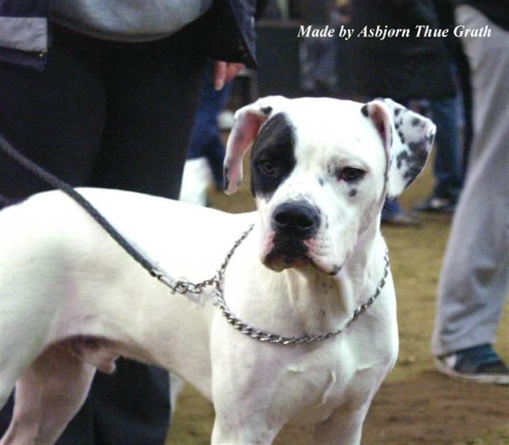 Blanding af racer Macit´s Trendsetter - æææææælsker hans pigmentering...fåes ikke meget bedre :-D billede 12