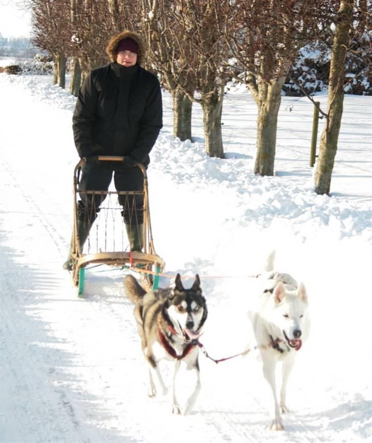 Siberian husky Caia - Vi bliver aldrig trætte af sne (c: billede 17