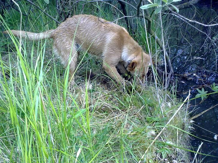 Labrador retriever Berta billede 13