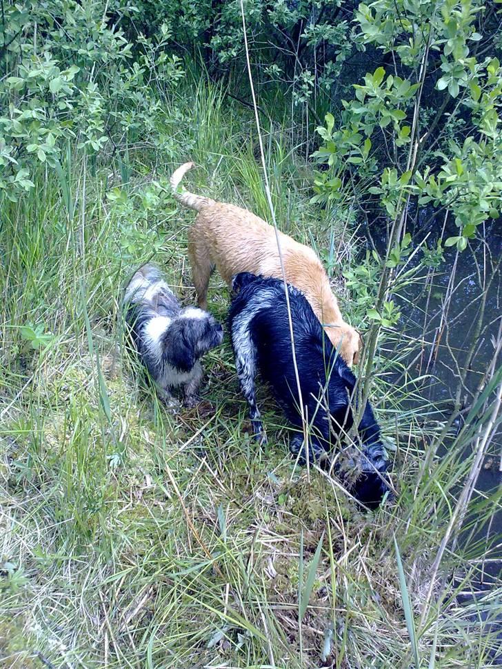 Labrador retriever Berta billede 14