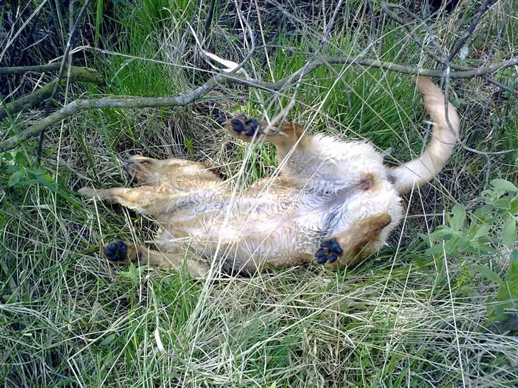 Labrador retriever Berta billede 15