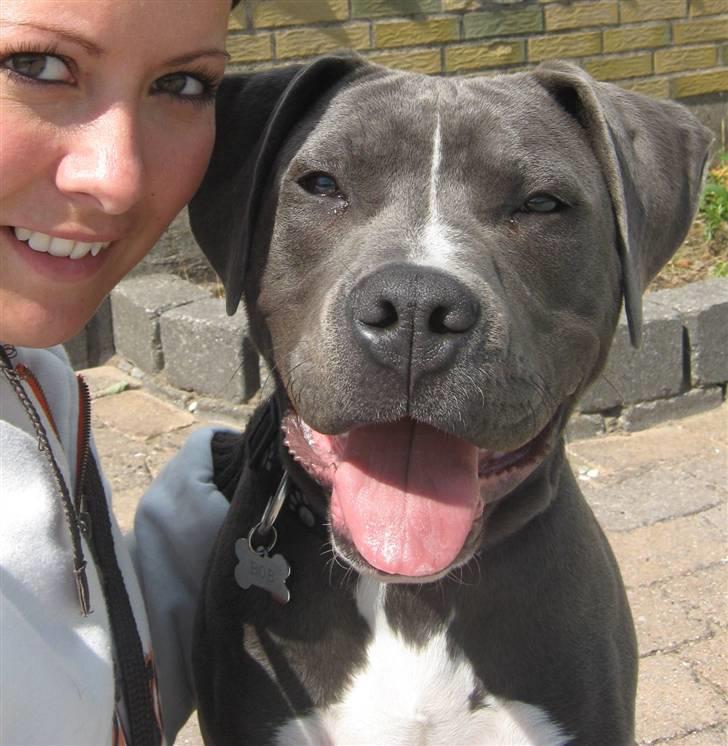 Amerikansk staffordshire terrier "Bob" <3 >>HVIL I FRED<< billede 1