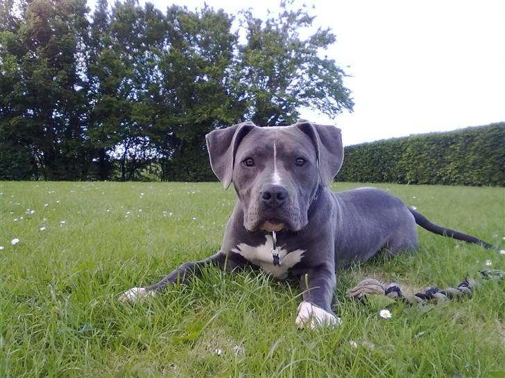 Amerikansk staffordshire terrier "Bob" <3 >>HVIL I FRED<< billede 2