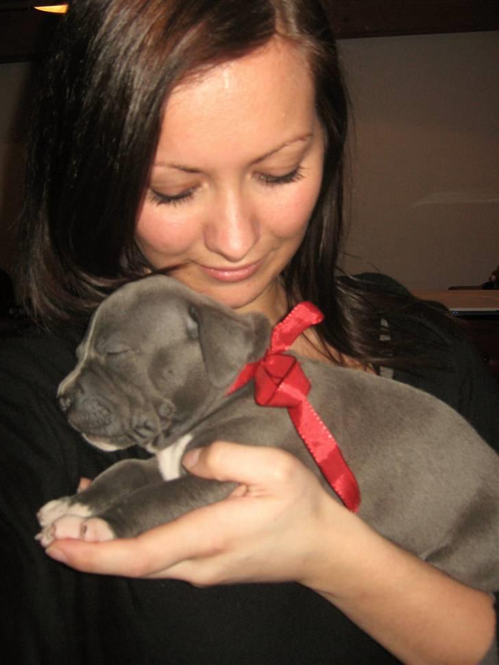 Amerikansk staffordshire terrier "Bob" <3 >>HVIL I FRED<< - Verdens bedste julegave billede 3