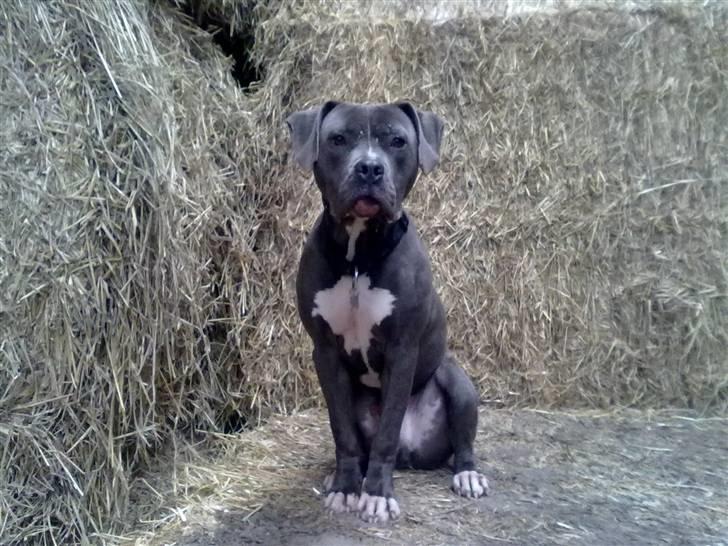 Amerikansk staffordshire terrier "Bob" <3 >>HVIL I FRED<< billede 4