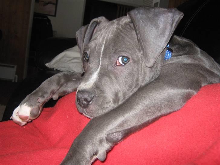 Amerikansk staffordshire terrier "Bob" <3 >>HVIL I FRED<< billede 5