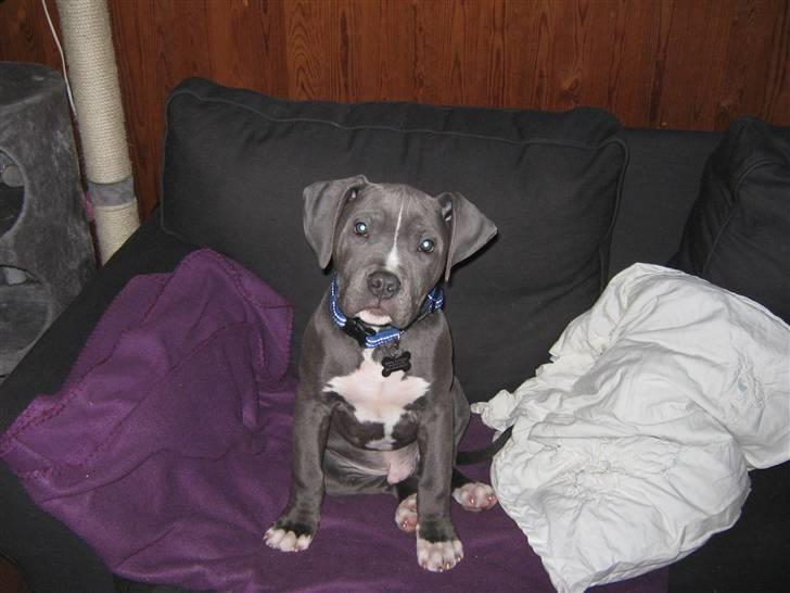 Amerikansk staffordshire terrier "Bob" <3 >>HVIL I FRED<< billede 6