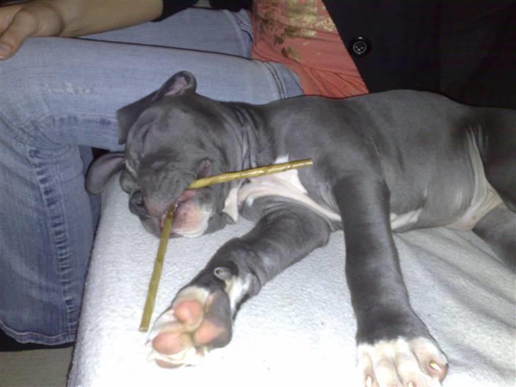 Amerikansk staffordshire terrier "Bob" <3 >>HVIL I FRED<< billede 7