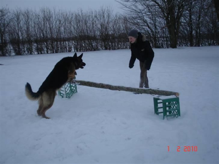 Schæferhund Kato billede 17