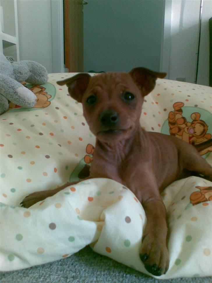 Dvaergpinscher emma - hej med jer billede 1