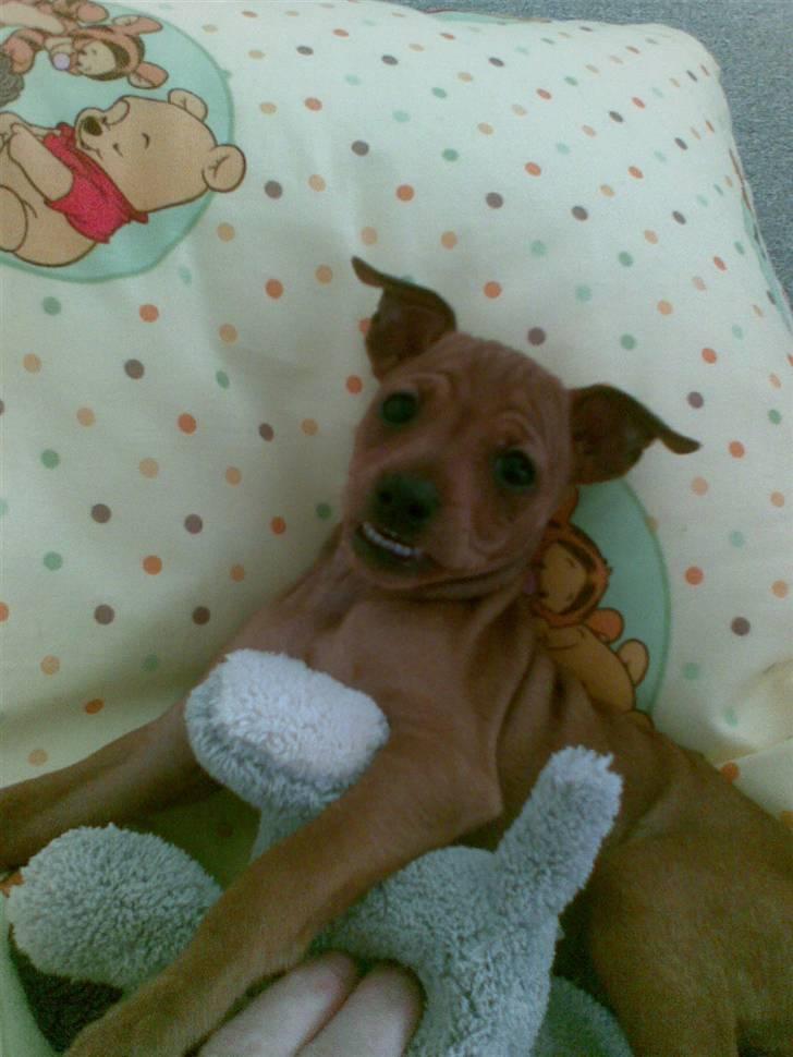 Dvaergpinscher emma - er jeg ikke sød billede 2