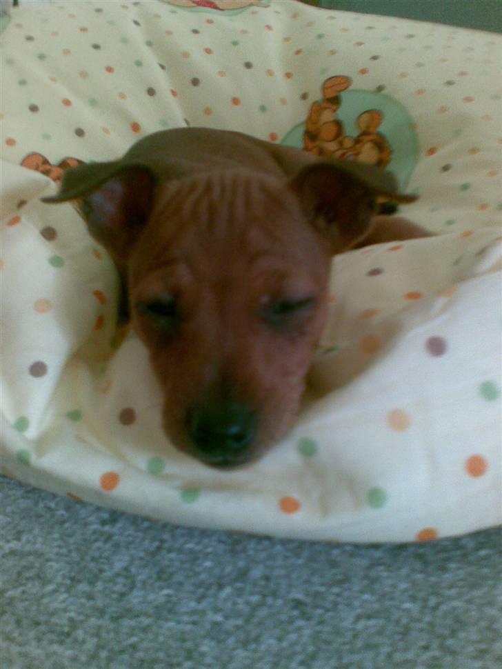 Dvaergpinscher emma - puha jeg er søvnig billede 3