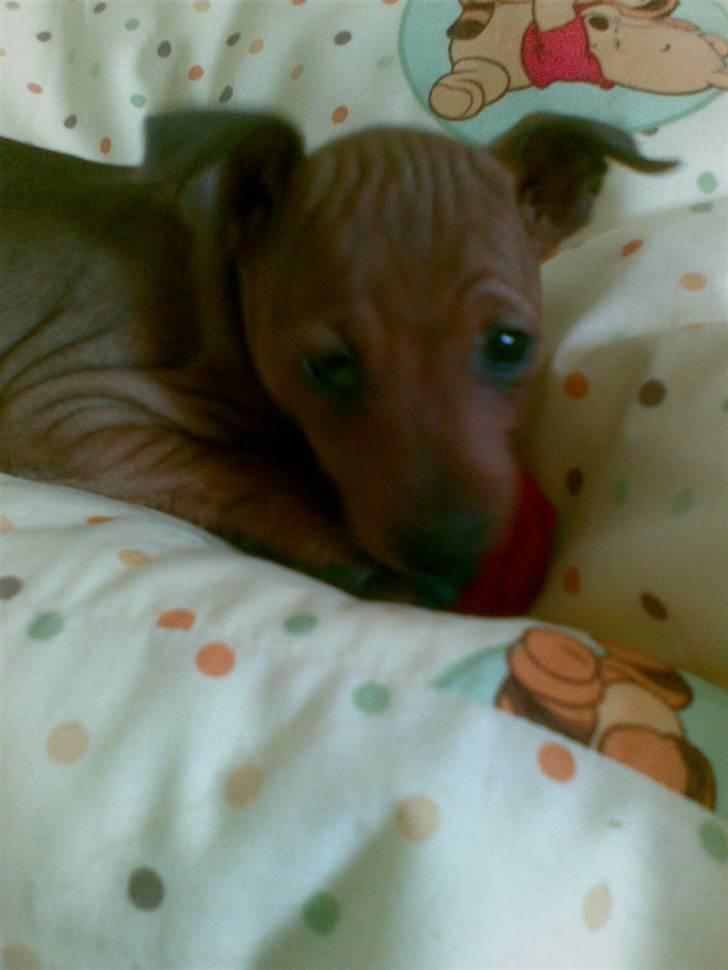 Dvaergpinscher emma - ihh altså mor ikke flere billeder billede 4