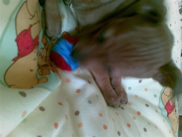 Dvaergpinscher emma - hygger mig bare billede 5