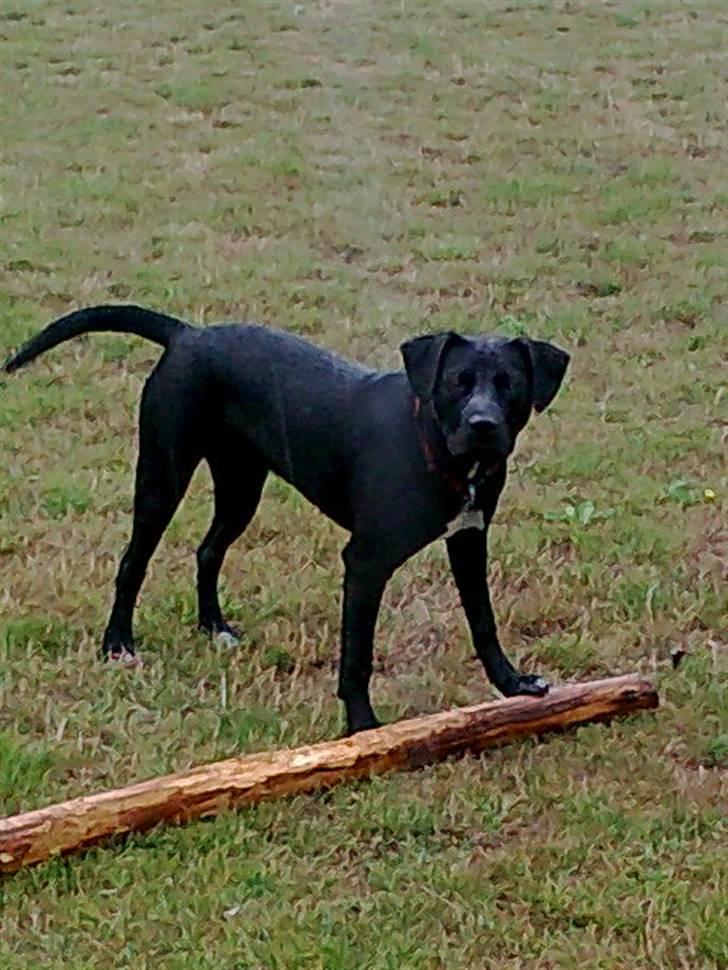 Blanding af racer Lady - hej.. jeg hedder Lady billede 1