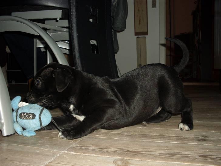 Blanding af racer Lady - haha sjov bamse  billede 2