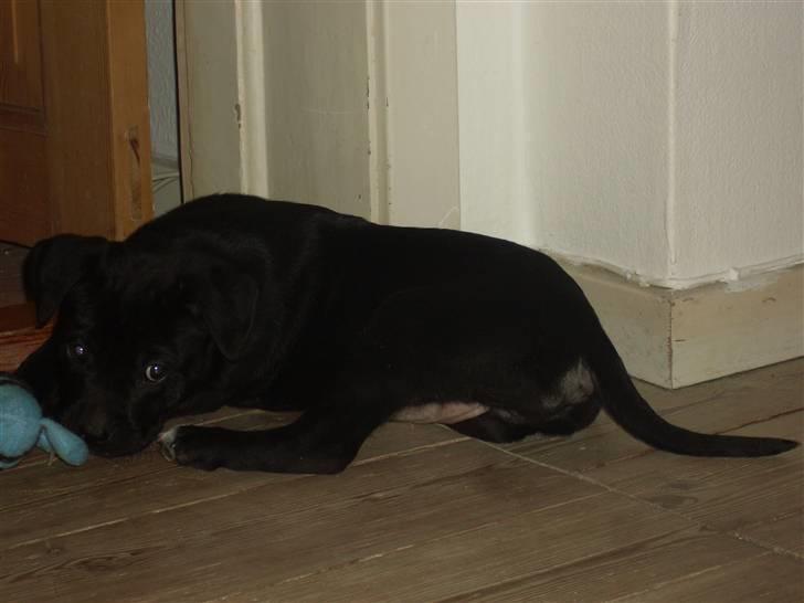 Blanding af racer Lady - leger lige lidt uskyldig billede 3