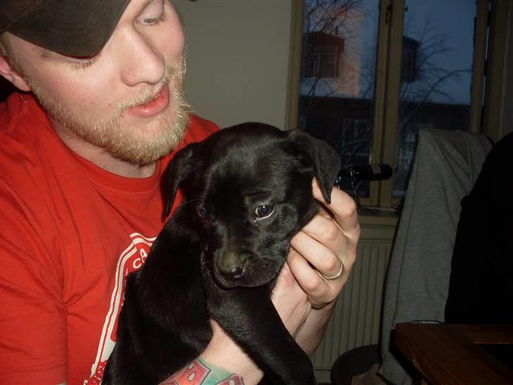 Blanding af racer Lady - det er så min nye far der holder mig.. billede 4