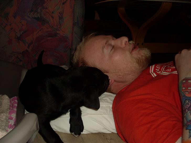 Blanding af racer Lady - dem der ligger på gulvet må man gerne angribe:-) billede 5