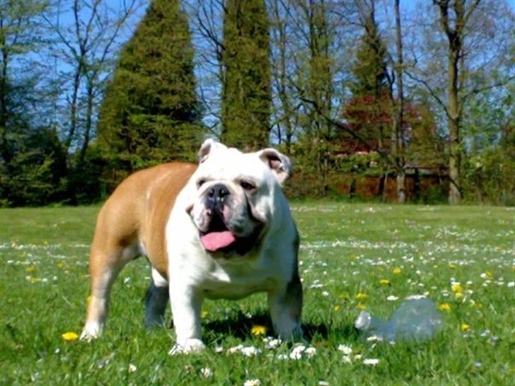 Engelsk bulldog Nemo billede 6