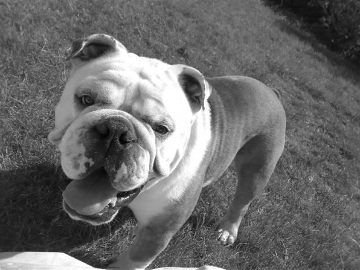 Engelsk bulldog Nemo billede 7